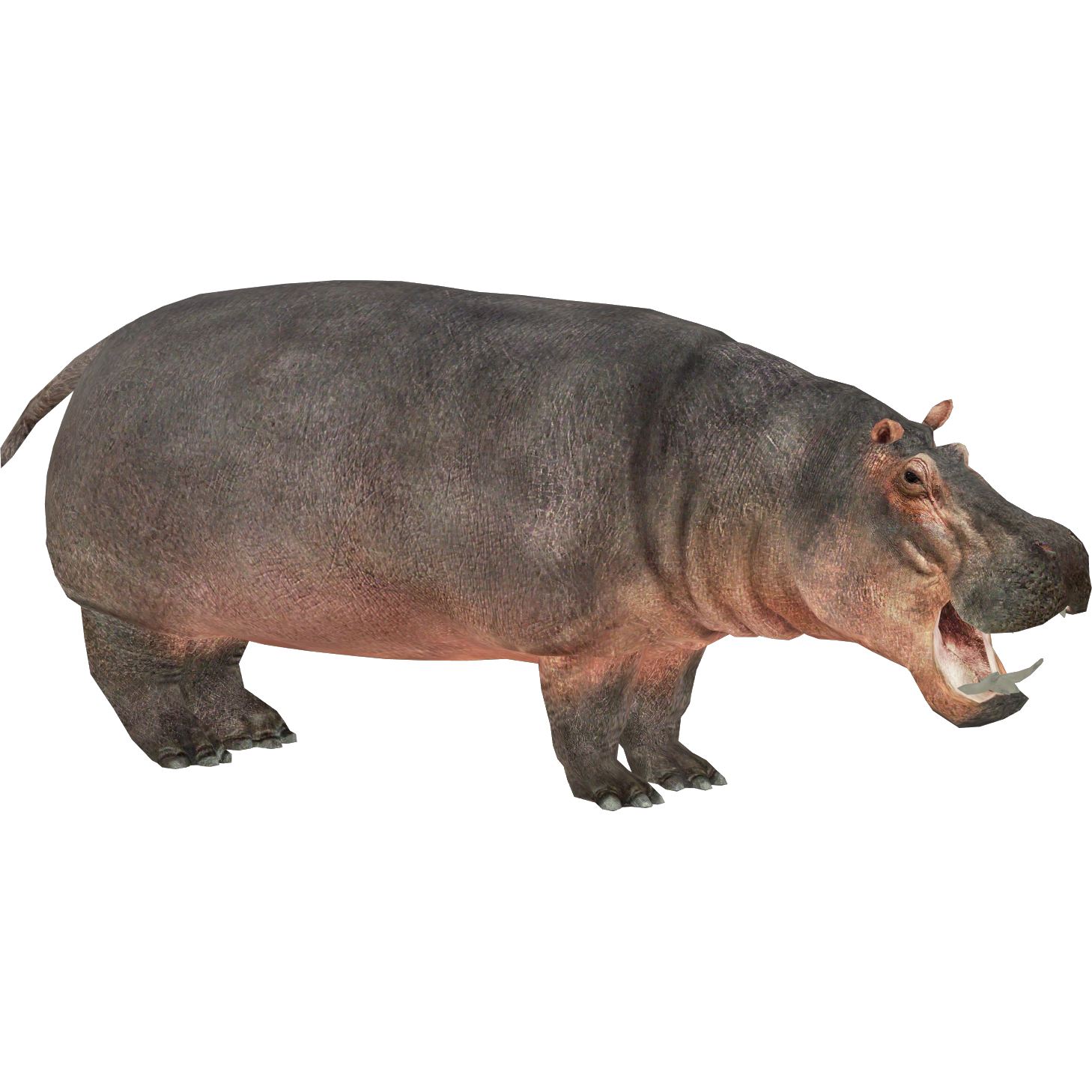 Zoo Tycoon 3: Hippopotamus 