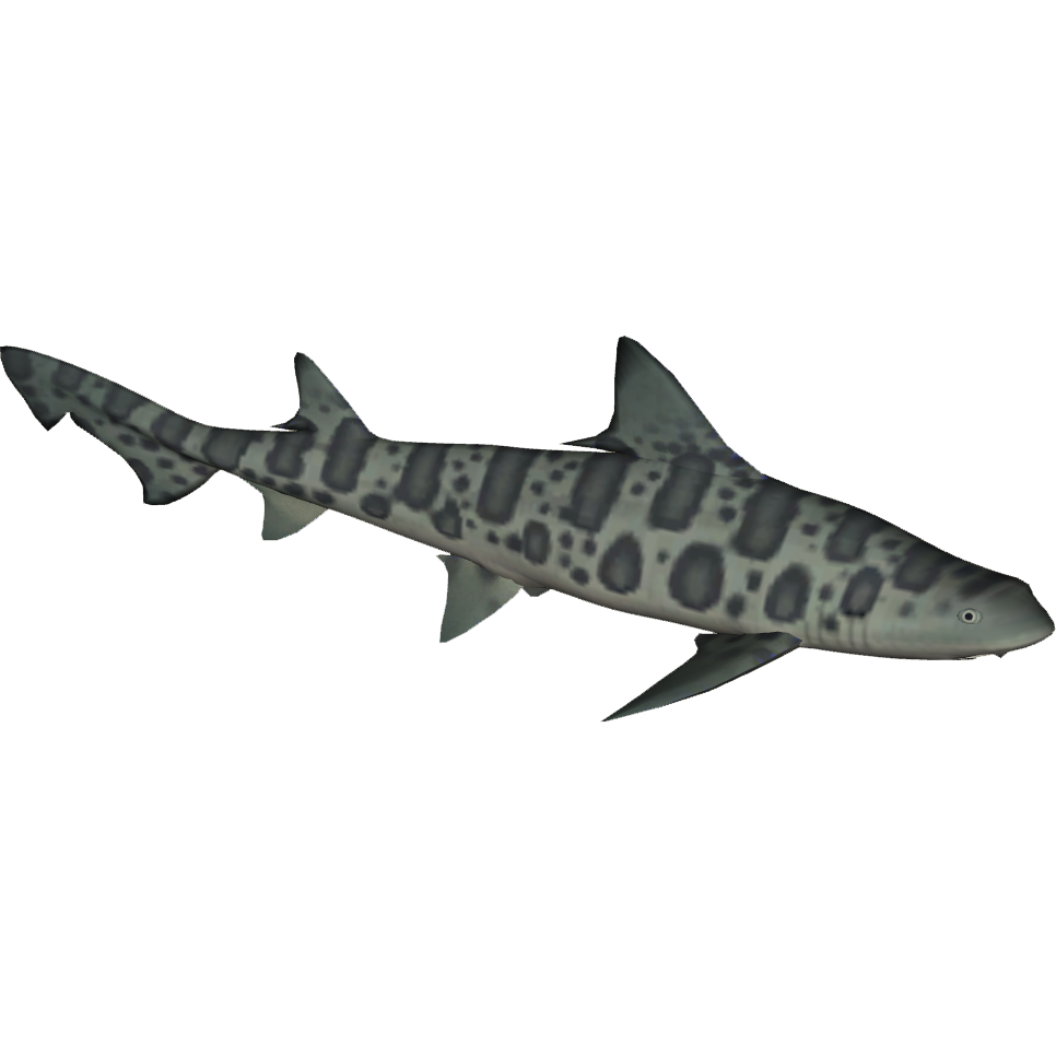 Leopard Shark (Whalebite) | ZT2 Download Library Wiki | Fandom
