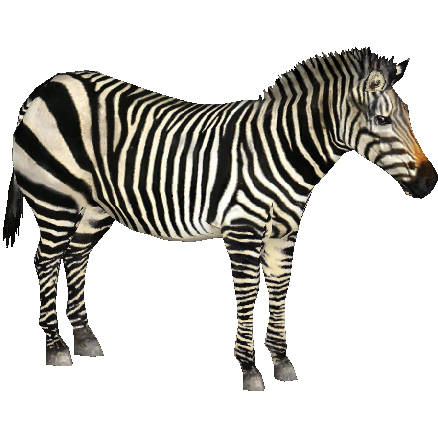 Hartmann's Mountain Zebra (Tamara Henson) | ZT2 Download Hartmann's Mountain Zebra (Tamara Henson) | ZT2 Download