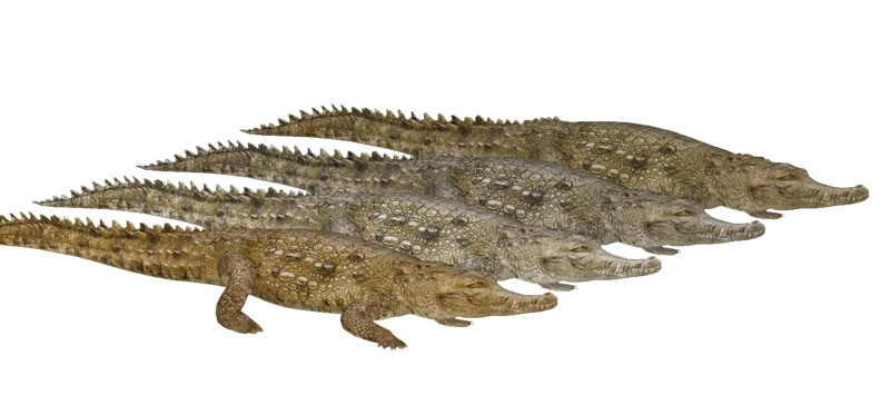 Orinoco Crocodile (HENDRIX & Zerosvalmont) | ZT2 Download Library