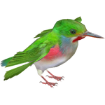 Cuban Tody (Whalebite)