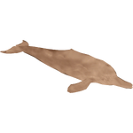Indus River Dolphin (Artifex)
