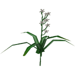 Swamp Lily (Flish)