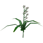 Swamp Lily (Flish) (94 KB) Swamp Lily (Flish)