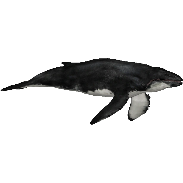 Humpback Whale (Danny, JimmyzHoopz & Zebrasorus) | ZT2 Download