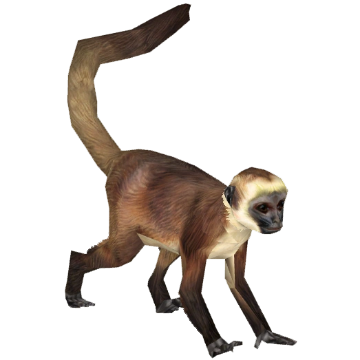Geoffroy's Spider Monkey (Tamara Henson) | ZT2 Download Library