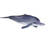 White Flag Dolphin (Tamara Henson)