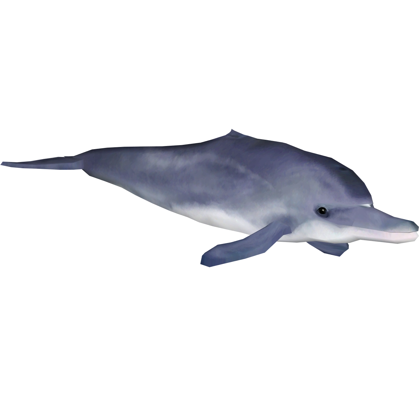 dolphinさま専用 Northern right whale dolphin - Wikipedia