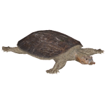 Florida Softshell Turtle (Jules)