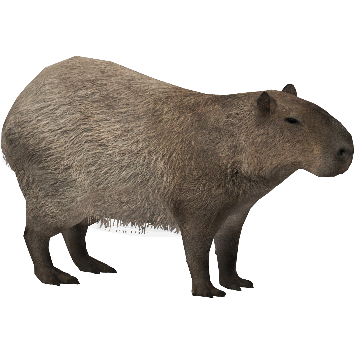 Capybara Mod (1.20.2, 1.19.3) - New Creatures Appear In The Jungle 