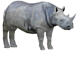 Western Black Rhinoceros (Robert)