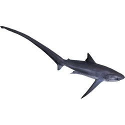 Category:Mackerel Sharks | ZT2 Download Library Wiki | Fandom