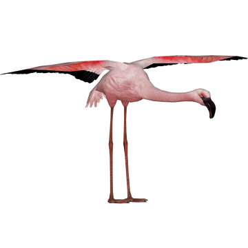 Lesser Flamingo (DutchDesigns) | ZT2 Download Library Wiki Lesser Flamingo (DutchDesigns) | ZT2 Download Library Wiki