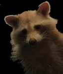 Kbcoon