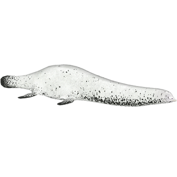 Woolungasaurus (Acinonyx Jubatus) | ZT2 Download Library
