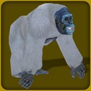Yeti