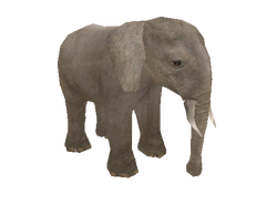 Category:Elephants | ZT2 Download Library Wiki | Fandom