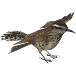 Cactus Wren (Whalebite)