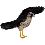 Lanner Falcon (Bahia46)