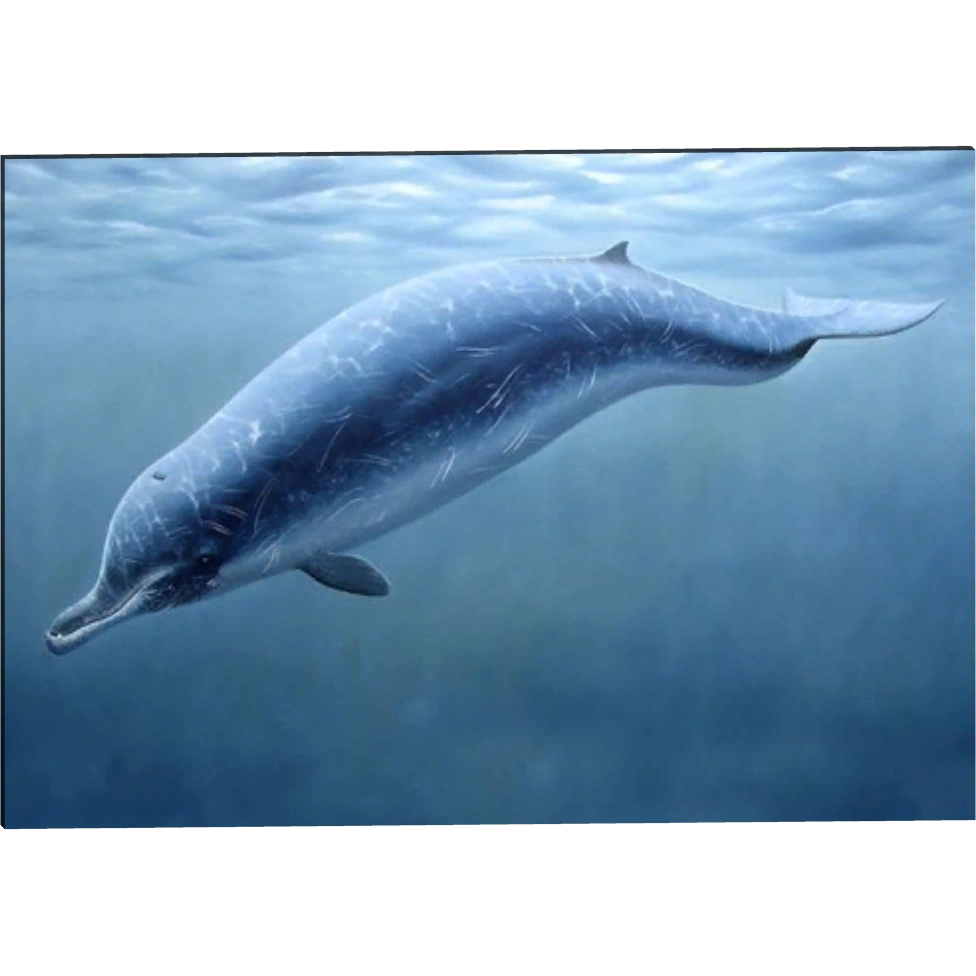 Marine Mammal Paintings (ZetaDesigns) ZT2 Download Library Wiki Fandom