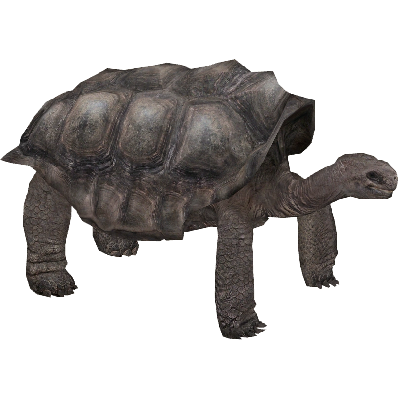 Pinta Island Tortoise (Whalebite) | ZT2 Download Library Wiki | Fandom