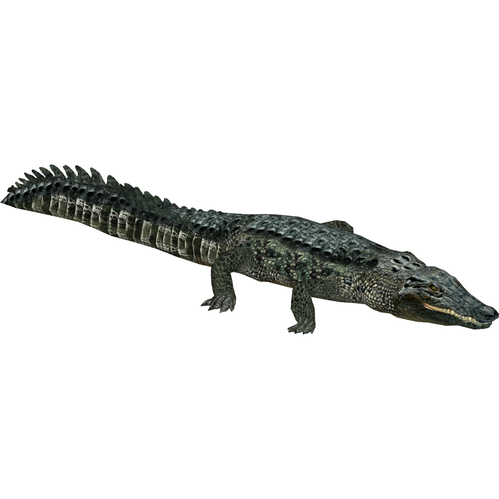 Saltwater Crocodile (Eryel) | ZT2 Download Library Wiki | Fandom