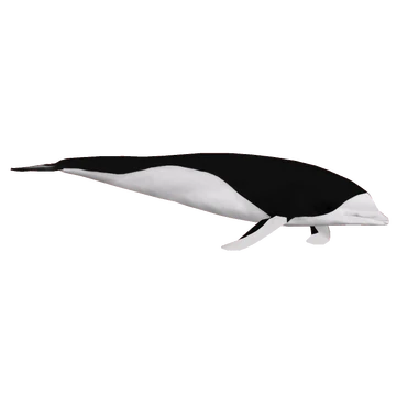 Southern Right Whale Dolphin (Jannick) | ZT2 Download Library Wiki