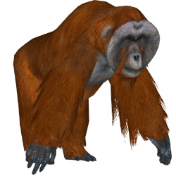 Siamang (Zoo Tycoon 2 World), ZT2 Download Library Wiki