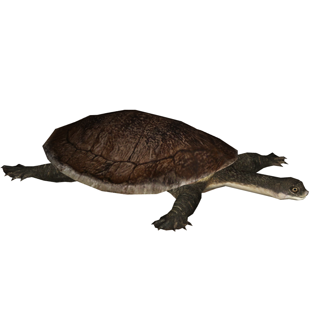 Category:Side-necked Turtles | ZT2 Download Library Wiki