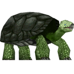 Florida Giant Tortoise (Mjmannella)