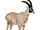 Sennar Roan Antelope (Tamara Henson)