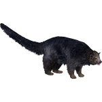 Binturong (Apex)