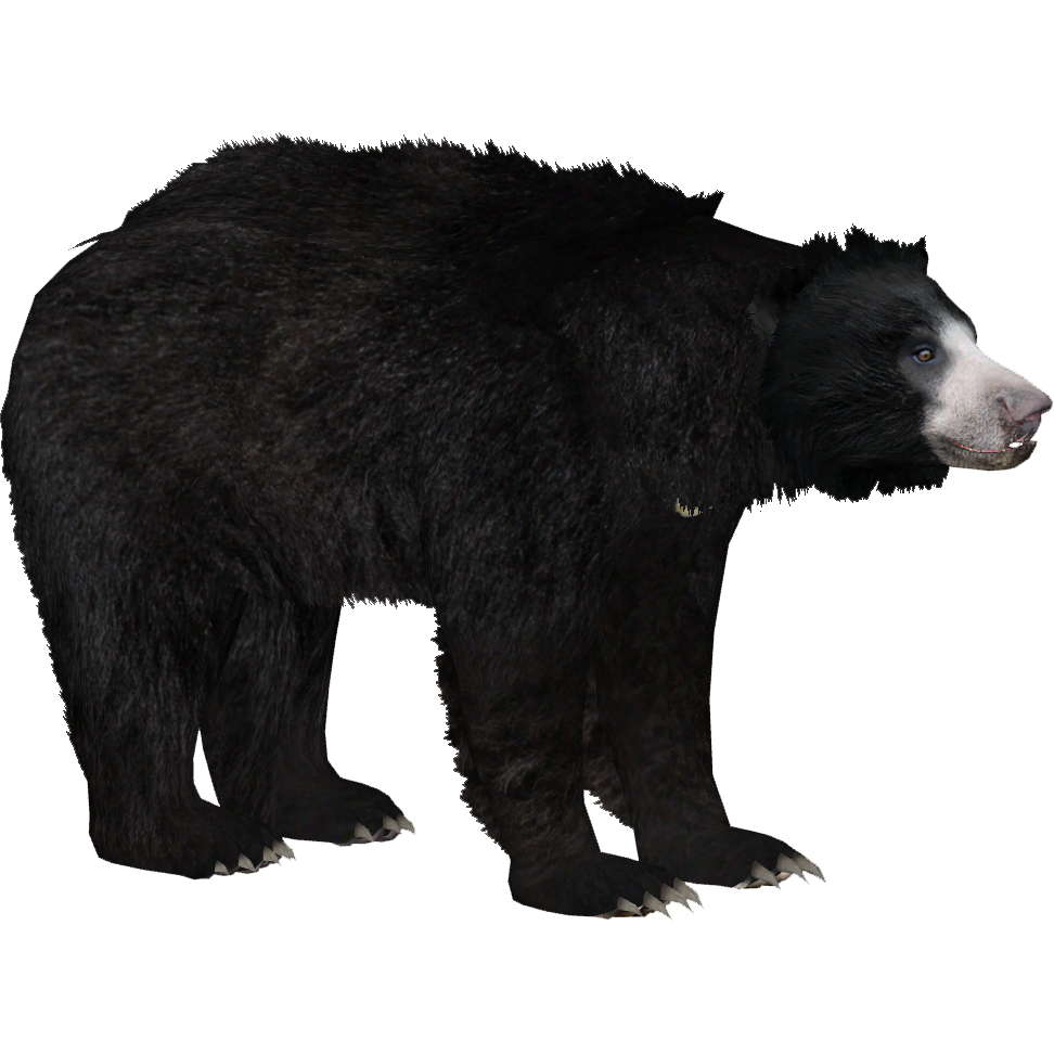 Indian Sloth Bear (Ulquiorra) | ZT2 Download Library Wiki