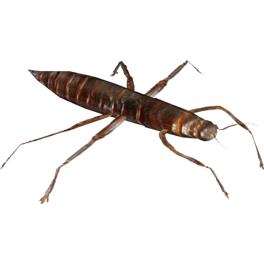 Lord Howe Island Stick Insect (Whalebite) ZT2 Download Library Wiki
