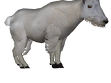 Mountain Goat (Dalturge)