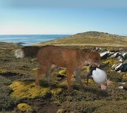 Island enigmas falkland island wolf by thehuialord-d9ubps0