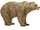 Syrian Brown Bear (HENDRIX)