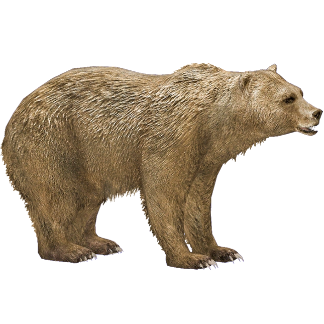 Syrian Brown Bear (HENDRIX) | ZT2 Download Library Wiki | Fandom