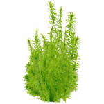 Egeria densa (PaJaS30) (457 KB) Egeria densa (PaJaS30)