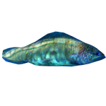 Haikouichthys (Imago)