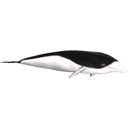 Southern Right Whale Dolphin (Samuel) | ZT2 Download Library