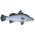 Barramundi (Thom)