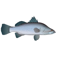 Barramundi Thom Zt2 Download Library Wiki Fandom Barra are probably the most sought after species by fishermen in north qld. barramundi thom zt2 download