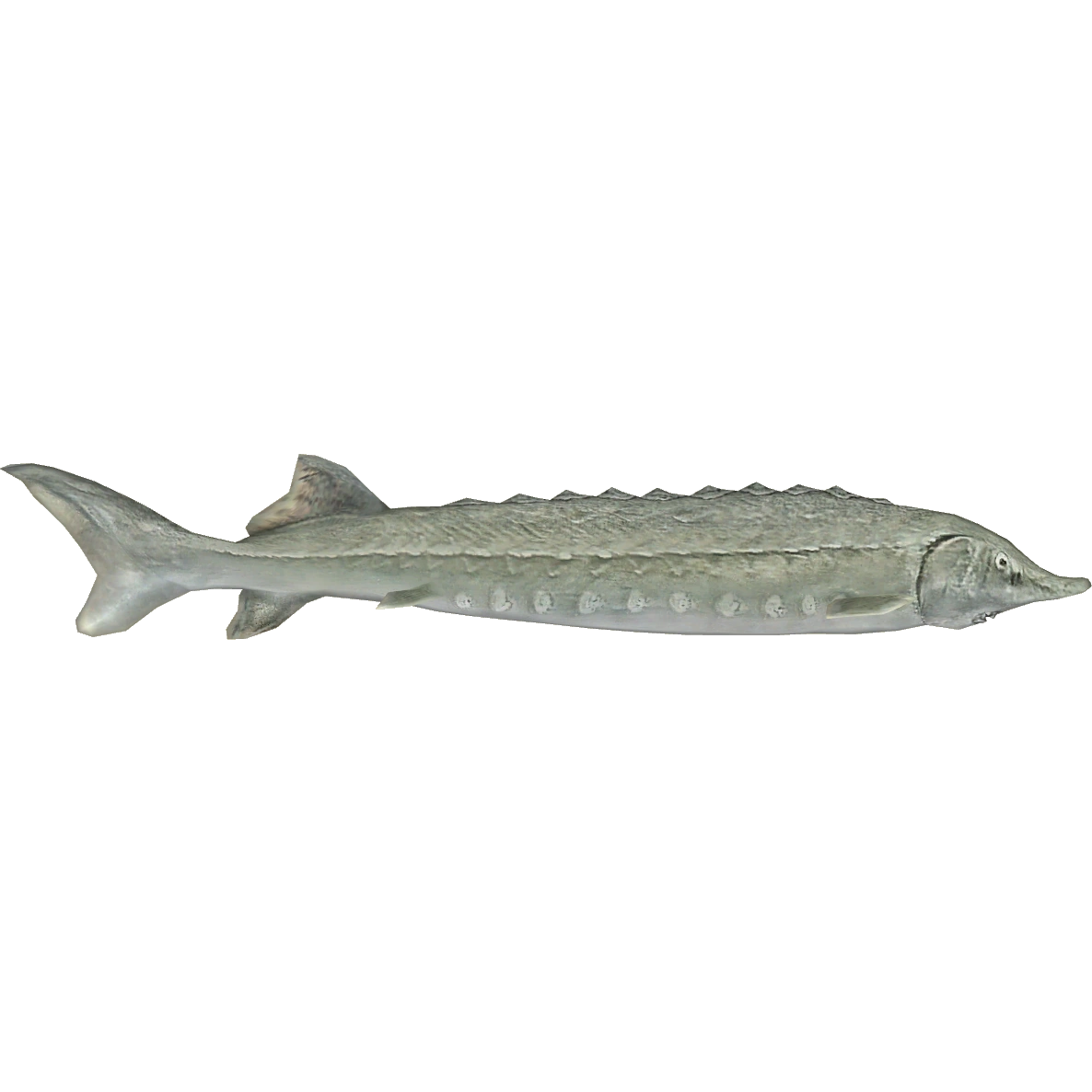 Beluga Sturgeon (Austroraptor) ZT2 Download Library Wiki Fandom