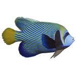 Emperor Angelfish (Thom)