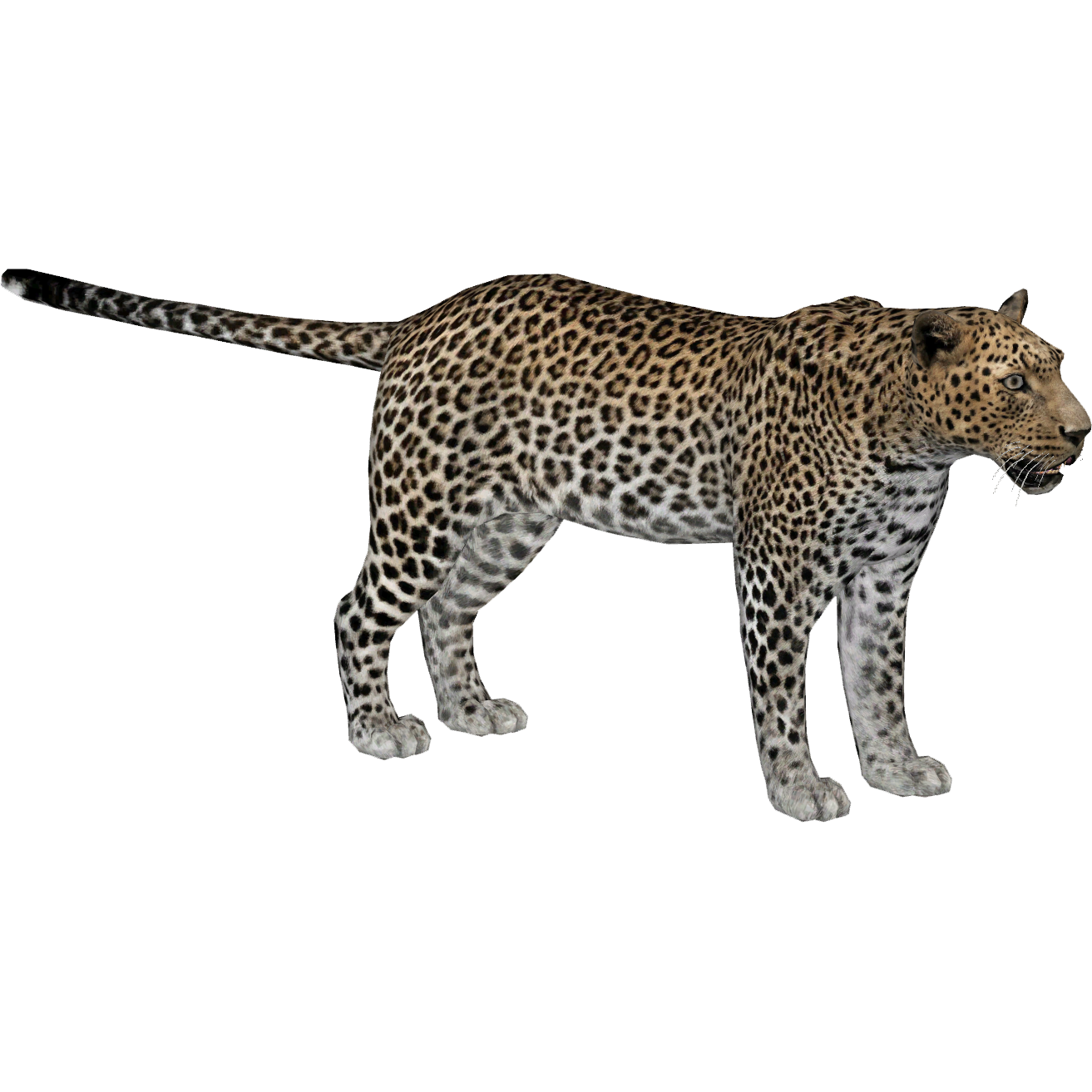 Persian Leopard (Whalebite) | ZT2 Download Library Wiki | Fandom