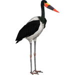 Saddle-billed Stork (DRAGON-unit911)