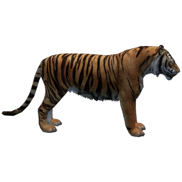 TIGER M.S.K 　TIGER ハードコア　nyhc beatdown Gt40knJXoAAAaIz.jpg