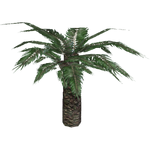 Wood's Cycad (Bunyupy)