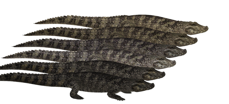 Broad-snouted Caiman (HENDRIX & Zerosvalmont) | ZT2 Download